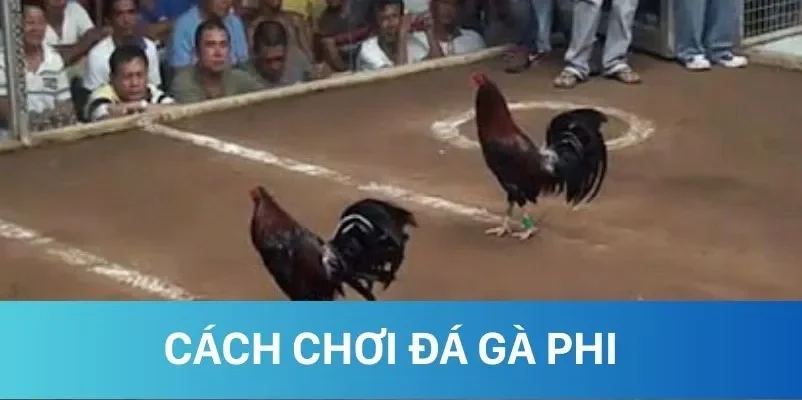 Tìm hiểu chi tiết cách chơi đá gà Phi